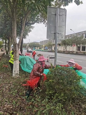 漳平市城市管理局 為樹木披上“防寒衣”，全面筑牢冬季綠化防線